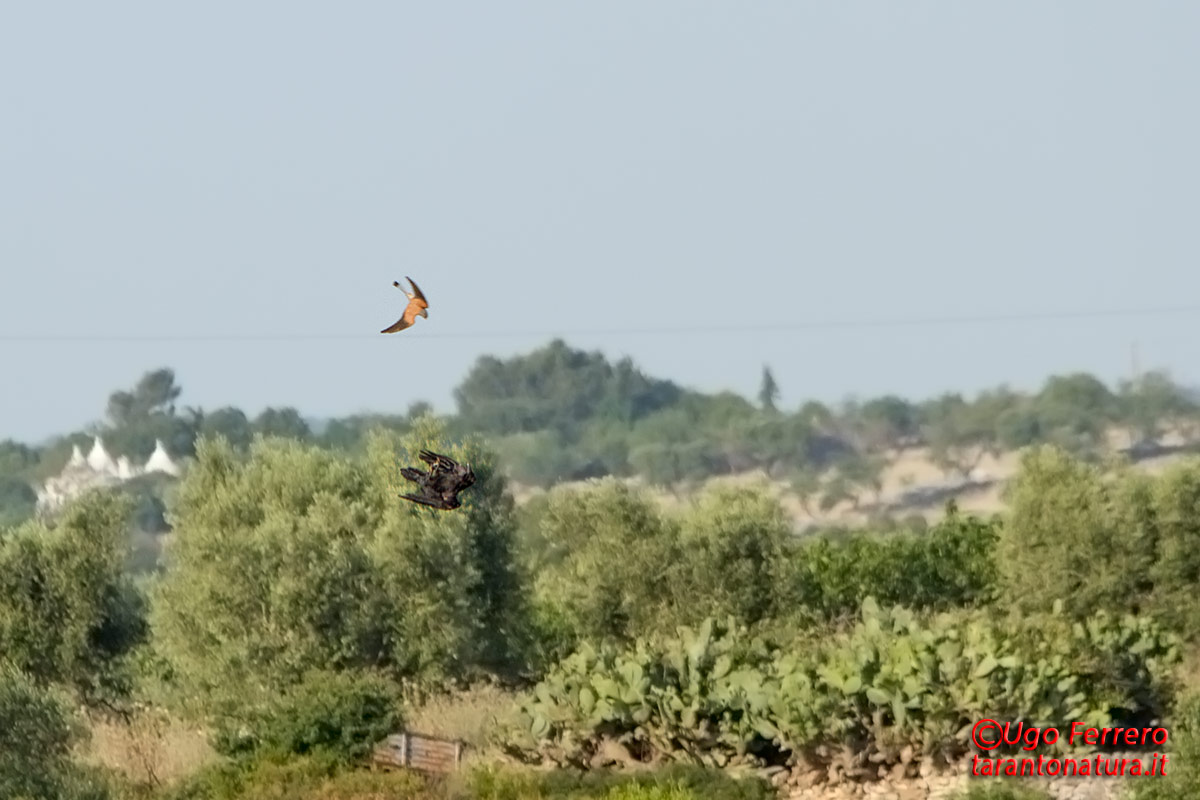 Scontro nei cieli !